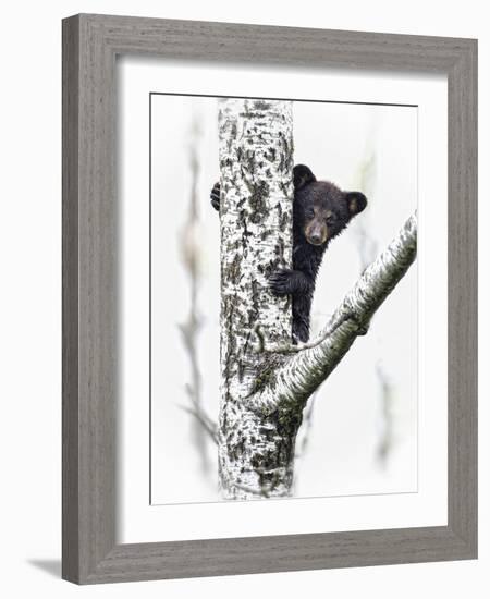 Bears at Play V-PHBurchett-Framed Art Print