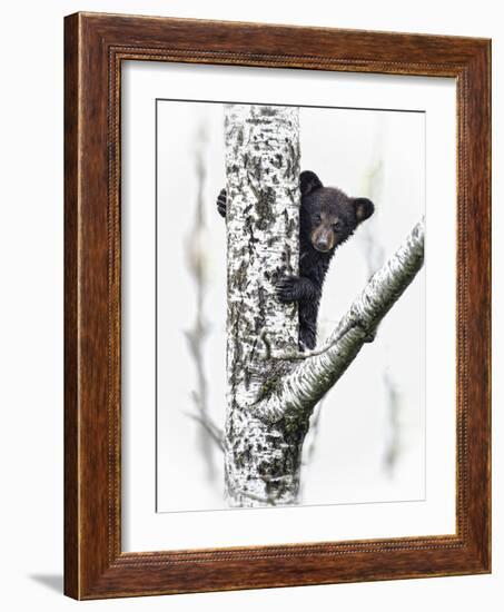 Bears at Play V-PHBurchett-Framed Art Print