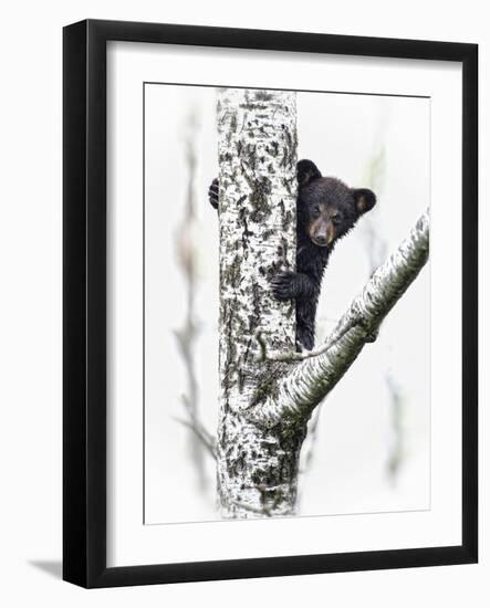 Bears at Play V-PHBurchett-Framed Art Print