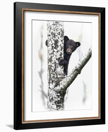 Bears at Play V-PHBurchett-Framed Art Print
