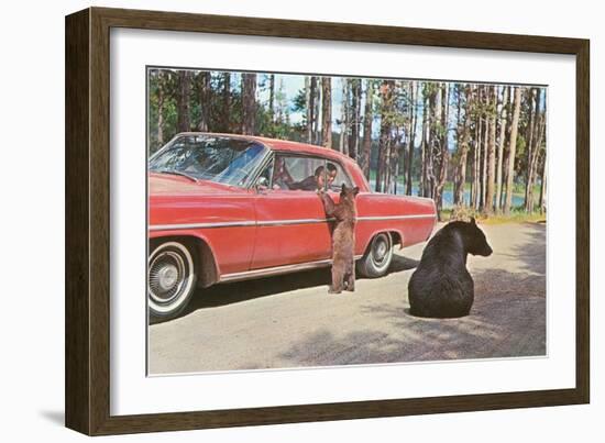 Bears Begging at Car-null-Framed Art Print