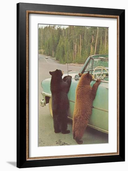 Bears Begging at Side of Car-null-Framed Art Print