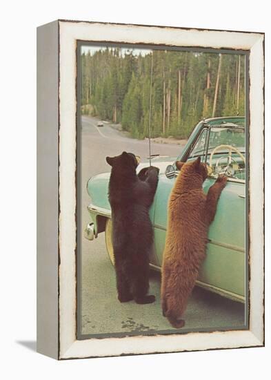Bears Begging at Side of Car-null-Framed Stretched Canvas