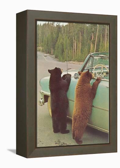 Bears Begging at Side of Car-null-Framed Stretched Canvas