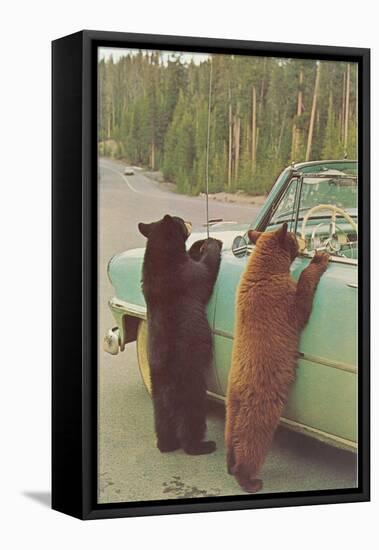 Bears Begging at Side of Car-null-Framed Stretched Canvas