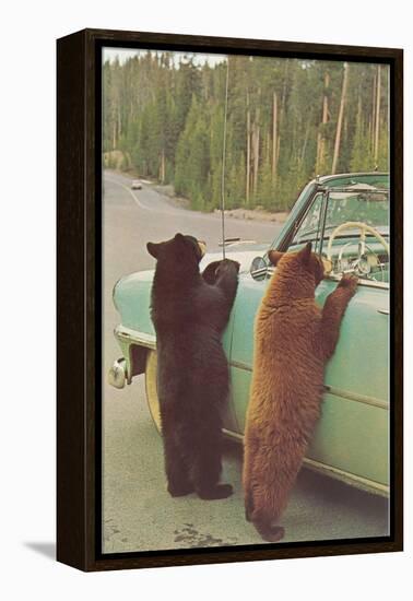 Bears Begging at Side of Car-null-Framed Stretched Canvas