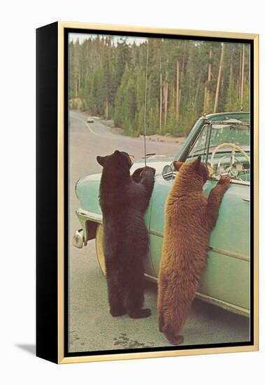 Bears Begging at Side of Car-null-Framed Stretched Canvas