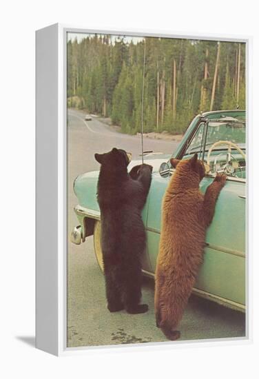 Bears Begging at Side of Car-null-Framed Stretched Canvas