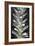 Bears Breeches (Acanthus Spinosus)-Dr. Keith Wheeler-Framed Photographic Print