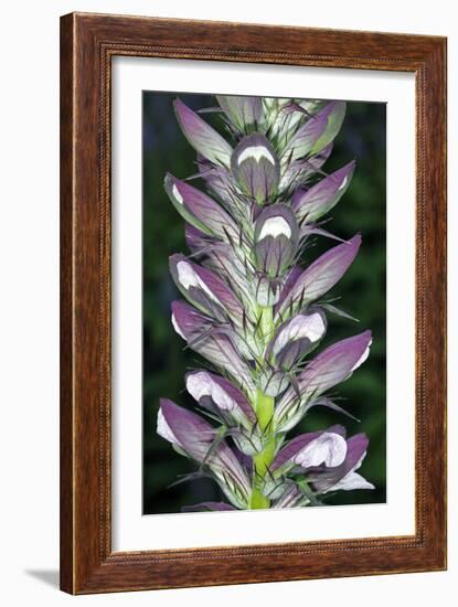 Bears Breeches (Acanthus Spinosus)-Dr. Keith Wheeler-Framed Photographic Print