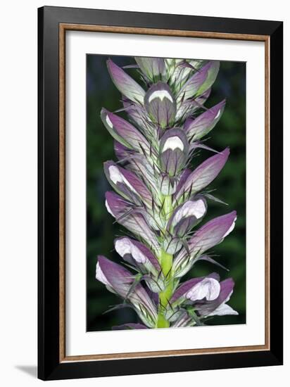 Bears Breeches (Acanthus Spinosus)-Dr. Keith Wheeler-Framed Photographic Print