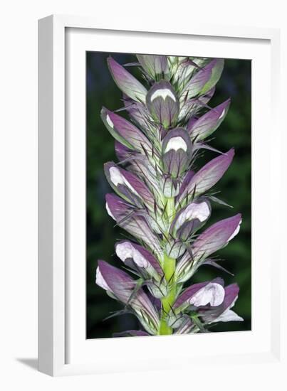 Bears Breeches (Acanthus Spinosus)-Dr. Keith Wheeler-Framed Photographic Print