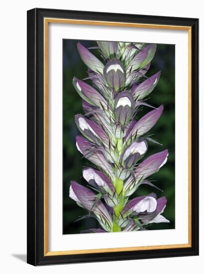 Bears Breeches (Acanthus Spinosus)-Dr. Keith Wheeler-Framed Photographic Print