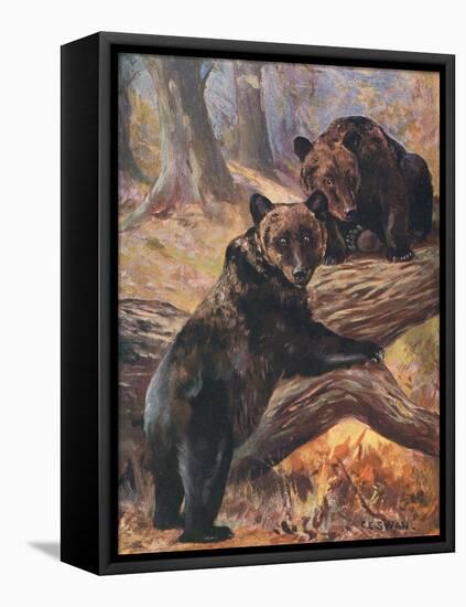 Bears, Cuthbert Swan-Cuthbert Swan-Framed Stretched Canvas