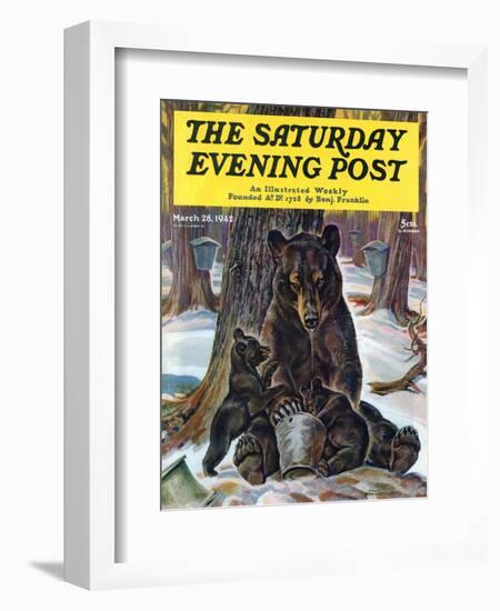 "Bears Eating Maple Syrup," Saturday Evening Post Cover, March 28, 1942-Paul Bransom-Framed Giclee Print