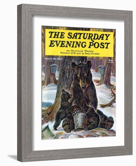 "Bears Eating Maple Syrup," Saturday Evening Post Cover, March 28, 1942-Paul Bransom-Framed Giclee Print