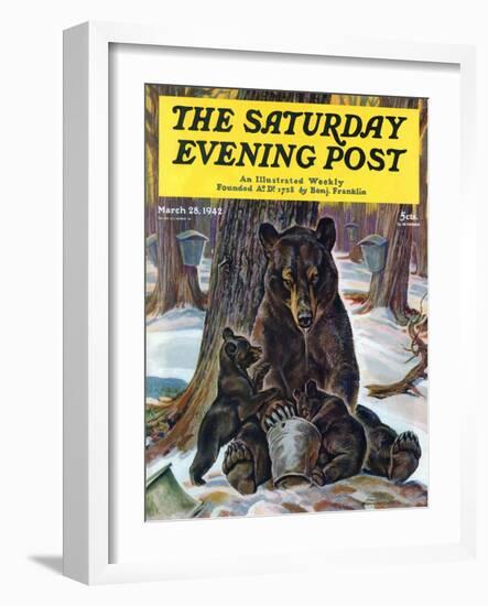 "Bears Eating Maple Syrup," Saturday Evening Post Cover, March 28, 1942-Paul Bransom-Framed Giclee Print