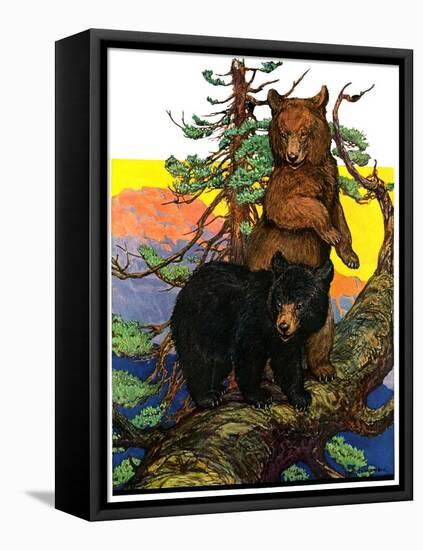 "Bears in Tree,"August 16, 1930-Charles Bull-Framed Premier Image Canvas