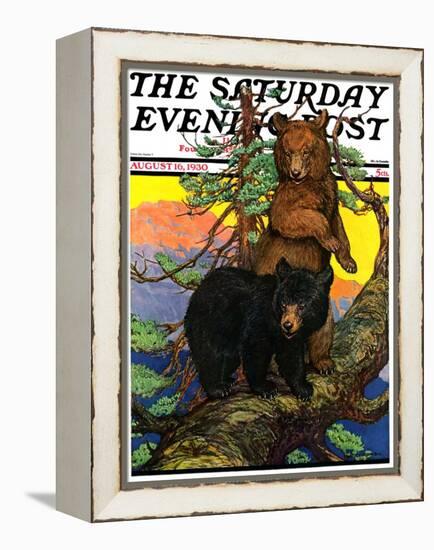 "Bears in Tree," Saturday Evening Post Cover, August 16, 1930-Charles Bull-Framed Premier Image Canvas