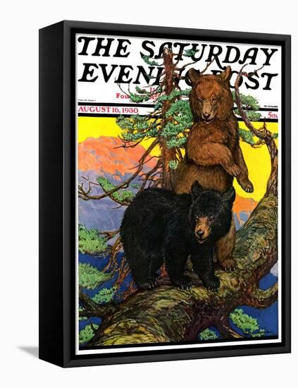 "Bears in Tree," Saturday Evening Post Cover, August 16, 1930-Charles Bull-Framed Premier Image Canvas