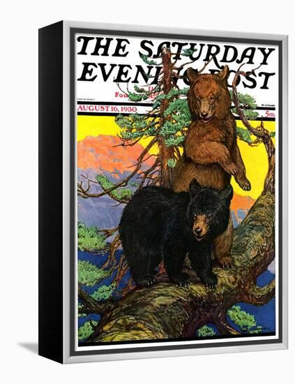 "Bears in Tree," Saturday Evening Post Cover, August 16, 1930-Charles Bull-Framed Premier Image Canvas