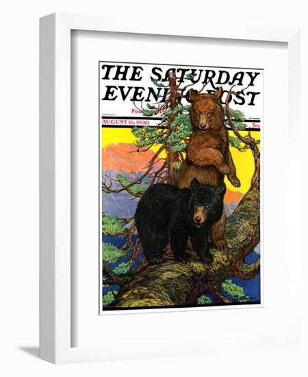 "Bears in Tree," Saturday Evening Post Cover, August 16, 1930-Charles Bull-Framed Giclee Print