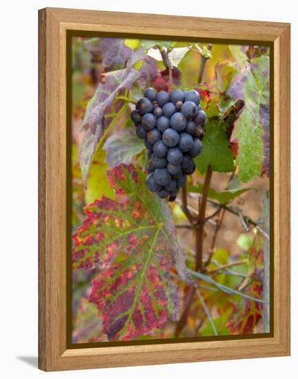 Beaujolais Red Grapes in Autumn, Burgundy, France-Lisa S. Engelbrecht-Framed Premier Image Canvas