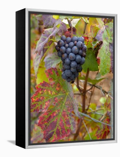 Beaujolais Red Grapes in Autumn, Burgundy, France-Lisa S. Engelbrecht-Framed Premier Image Canvas
