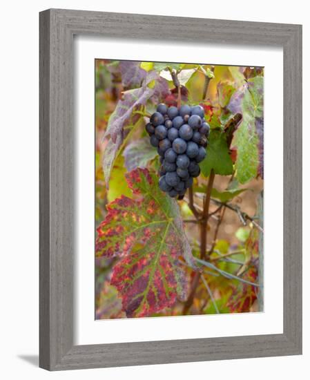 Beaujolais Red Grapes in Autumn, Burgundy, France-Lisa S. Engelbrecht-Framed Photographic Print