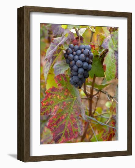 Beaujolais Red Grapes in Autumn, Burgundy, France-Lisa S. Engelbrecht-Framed Photographic Print