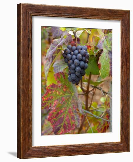 Beaujolais Red Grapes in Autumn, Burgundy, France-Lisa S. Engelbrecht-Framed Photographic Print