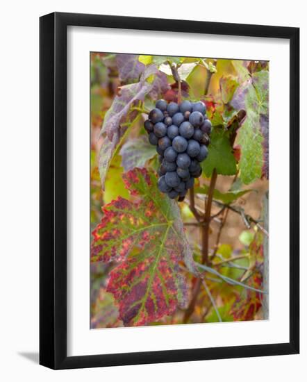 Beaujolais Red Grapes in Autumn, Burgundy, France-Lisa S. Engelbrecht-Framed Photographic Print