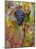 Beaujolais Red Grapes in Autumn, Burgundy, France-Lisa S. Engelbrecht-Mounted Photographic Print