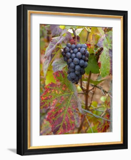 Beaujolais Red Grapes in Autumn, Burgundy, France-Lisa S. Engelbrecht-Framed Photographic Print