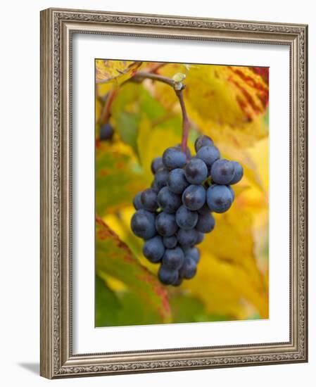 Beaujolais Red Grapes in Autumn, Burgundy, France-Lisa S. Engelbrecht-Framed Photographic Print