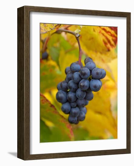 Beaujolais Red Grapes in Autumn, Burgundy, France-Lisa S. Engelbrecht-Framed Photographic Print