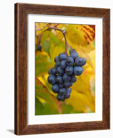 Beaujolais Red Grapes in Autumn, Burgundy, France-Lisa S. Engelbrecht-Framed Photographic Print