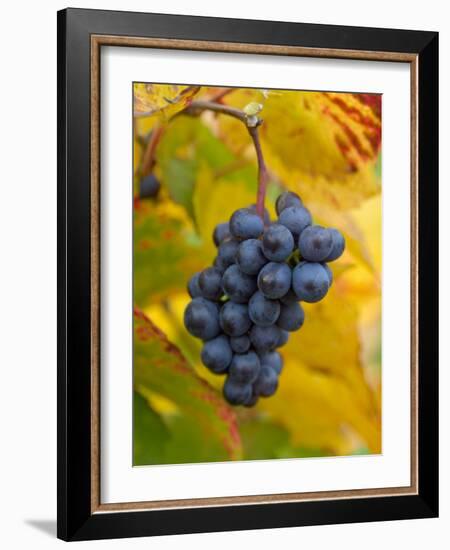 Beaujolais Red Grapes in Autumn, Burgundy, France-Lisa S. Engelbrecht-Framed Photographic Print