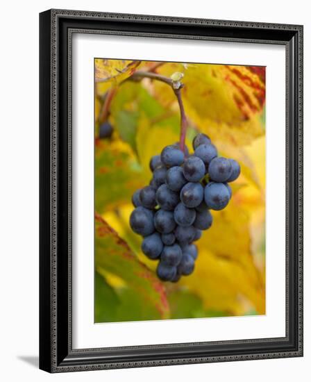 Beaujolais Red Grapes in Autumn, Burgundy, France-Lisa S. Engelbrecht-Framed Photographic Print