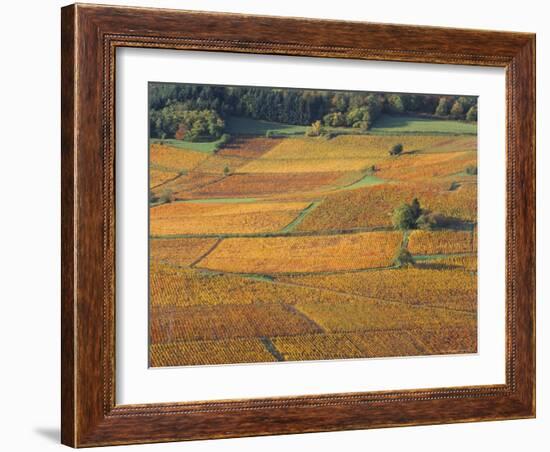 Beaujolais Vineyards Near Beuajeu, Rhone Alpes, France-Michael Busselle-Framed Photographic Print