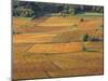 Beaujolais Vineyards Near Beuajeu, Rhone Alpes, France-Michael Busselle-Mounted Photographic Print