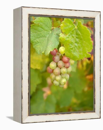 Beaujolais White Grapes in Autumn, Burgundy, France-Lisa S. Engelbrecht-Framed Premier Image Canvas