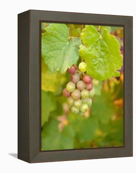 Beaujolais White Grapes in Autumn, Burgundy, France-Lisa S. Engelbrecht-Framed Premier Image Canvas