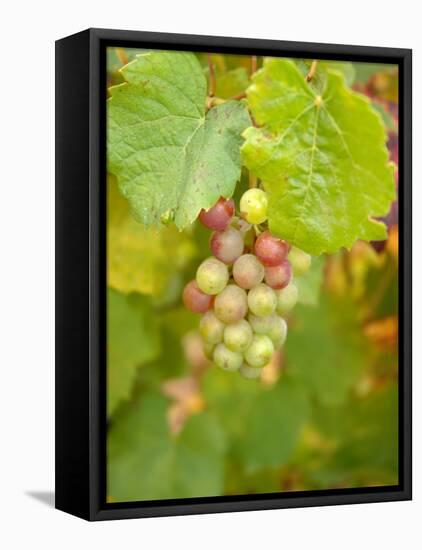 Beaujolais White Grapes in Autumn, Burgundy, France-Lisa S. Engelbrecht-Framed Premier Image Canvas