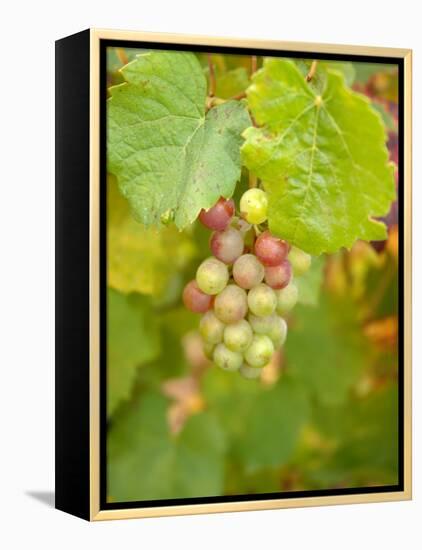 Beaujolais White Grapes in Autumn, Burgundy, France-Lisa S. Engelbrecht-Framed Premier Image Canvas