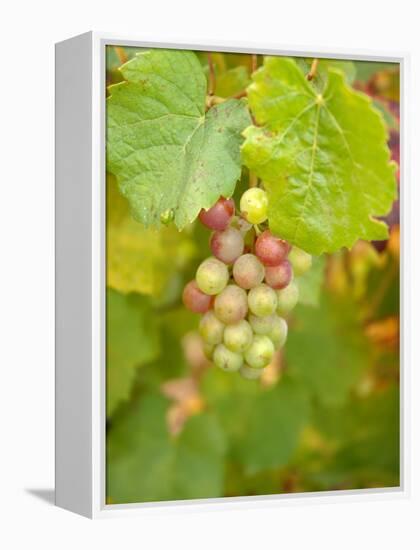 Beaujolais White Grapes in Autumn, Burgundy, France-Lisa S. Engelbrecht-Framed Premier Image Canvas