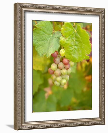 Beaujolais White Grapes in Autumn, Burgundy, France-Lisa S. Engelbrecht-Framed Photographic Print