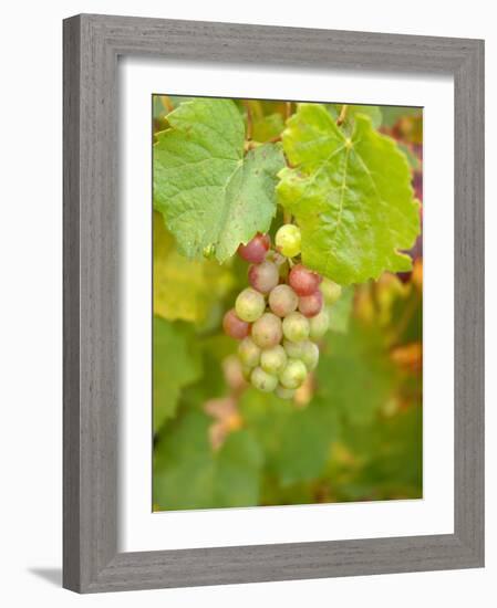 Beaujolais White Grapes in Autumn, Burgundy, France-Lisa S. Engelbrecht-Framed Photographic Print