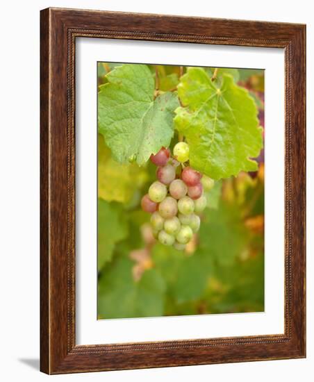 Beaujolais White Grapes in Autumn, Burgundy, France-Lisa S. Engelbrecht-Framed Photographic Print