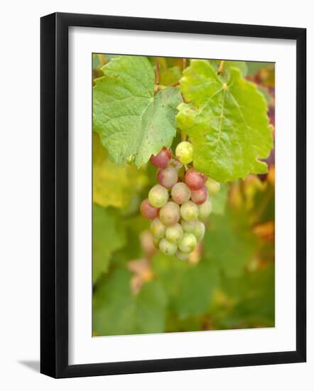 Beaujolais White Grapes in Autumn, Burgundy, France-Lisa S. Engelbrecht-Framed Photographic Print